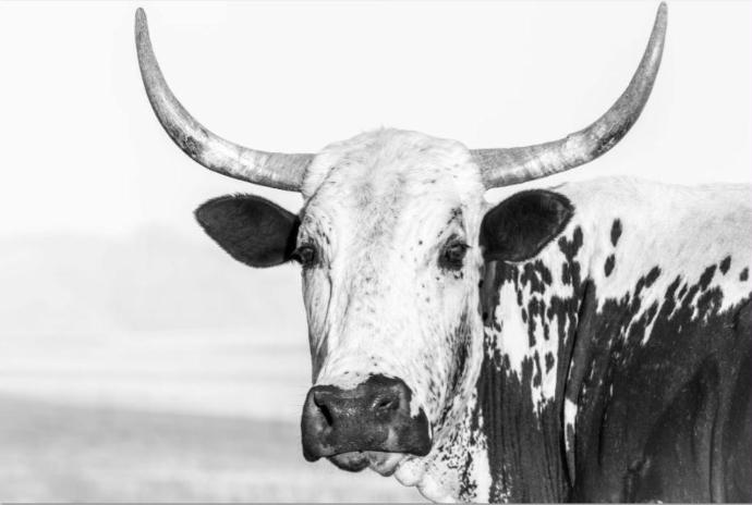 PRINTS ON CANVAS NGUNI COW  1200X800MM
