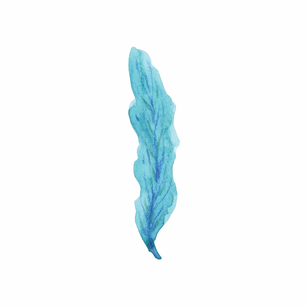 Framed Print Sea Coral Iv 400X400mm