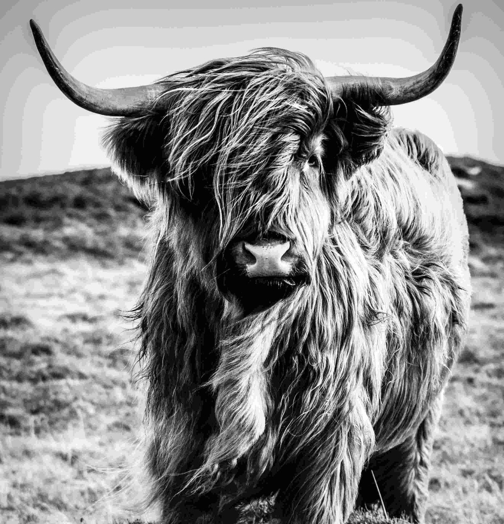 Print on Canvas - COW BLACK & WHITE(1200x1200)