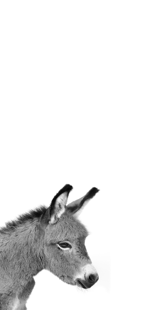 PRINTS ON CANVAS DONKEY 400X800MM