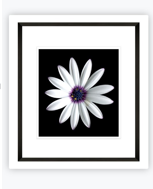 Framed Print White Daisy Close Up 870X870mm