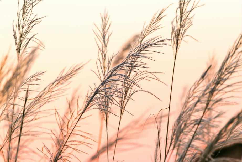 PRINT ON CANVAS SUNRISE GRASS 1200X800MM