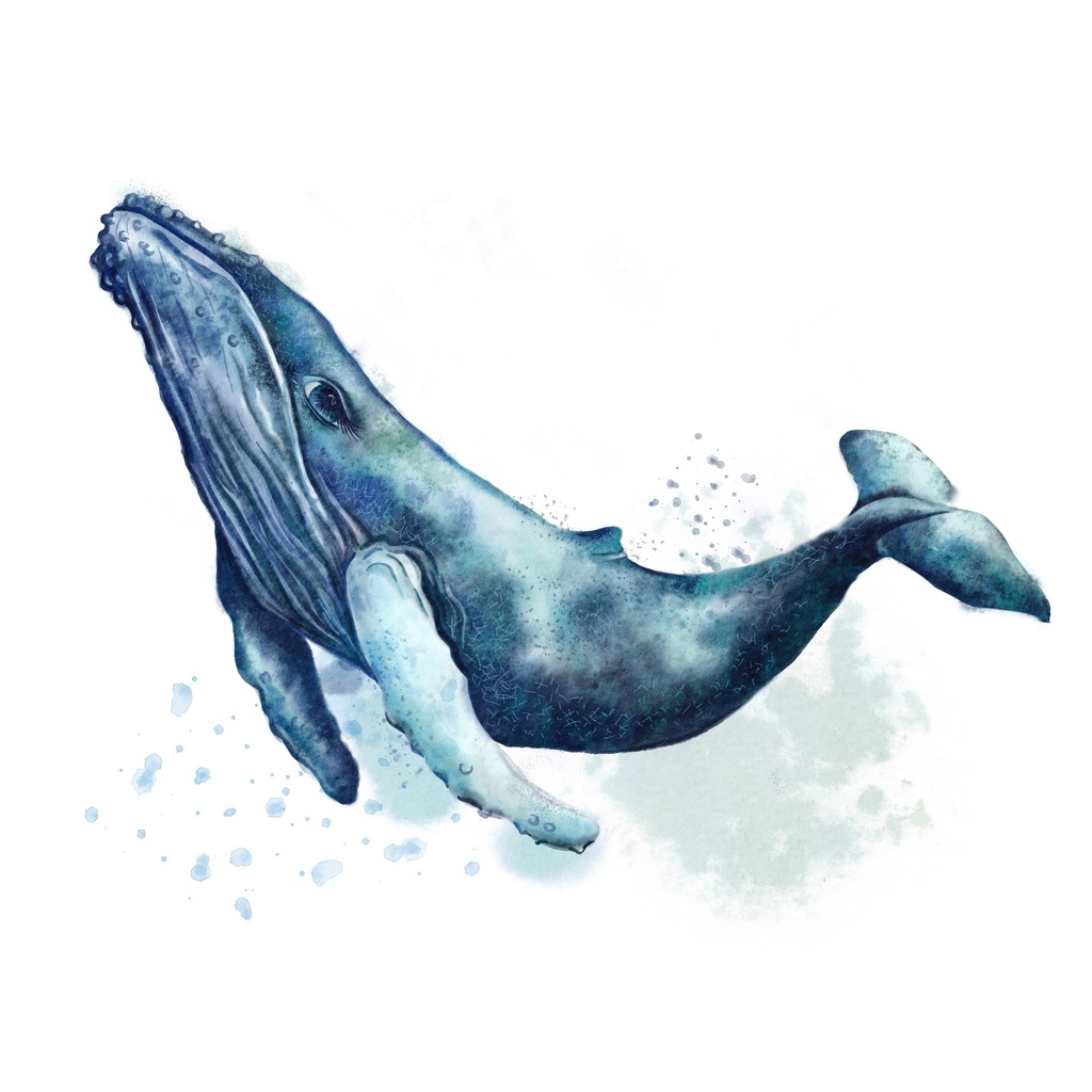[PXM113] PRINTS ON CANVAS WHALE 1000X1000MM