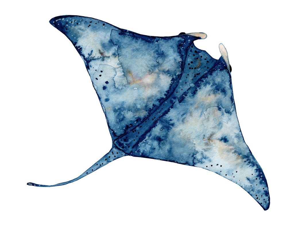 [PXM115] PRINT ON CANVAS STINGRAY 1000X1000MM