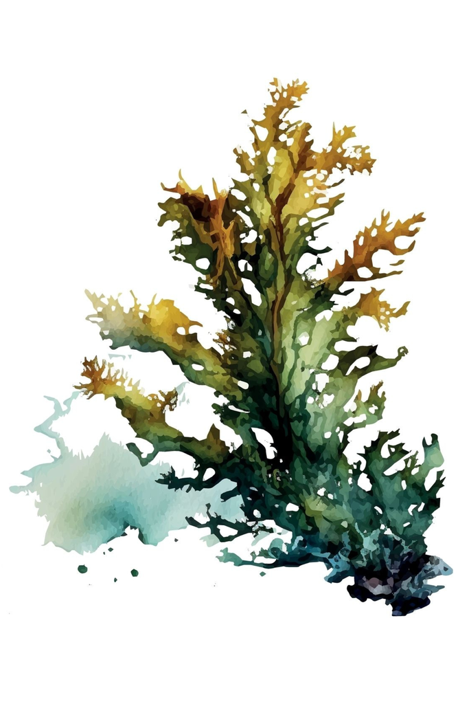 [PXM157] Print on Canvas - Seaweed 3 (600x400)