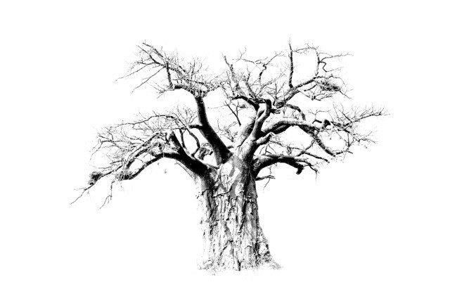 [DE309/1095A] PRINTS ON CANVASBAOBAB TREE 1200X800MM
