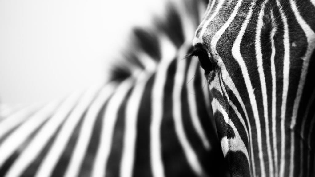 [PXM011] PRINT ON CANVAS ZEBRA BLACK & WHITE 1200X800MM