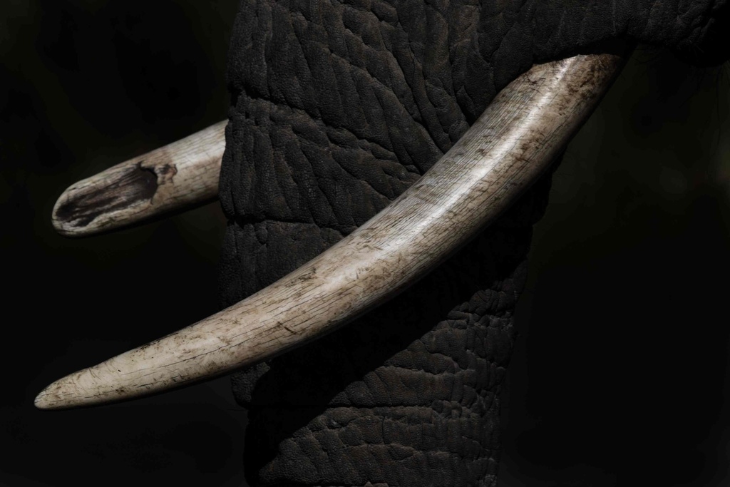 [PXM040] PRINT ON CANVAS ELEPHANT TUSKS 1200X800MM