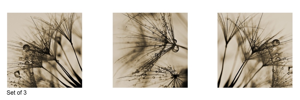 [AS093-66] PRINT ON CANVAS DANDELIONS 600X600MM