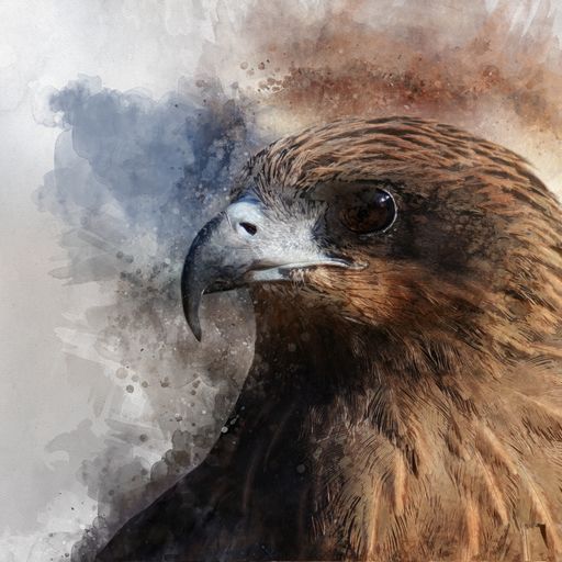[PXM008/1095J] PRINT ON CANVAS BIRD FALCON 1200X800MM
