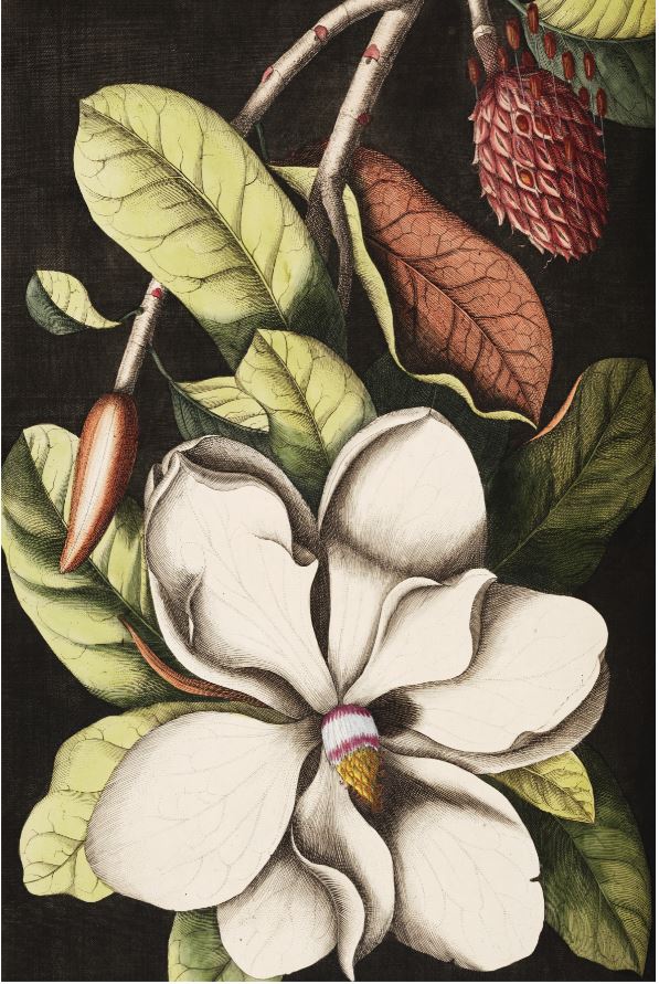[MF100] Print On Canvas Flower 800X1200mm