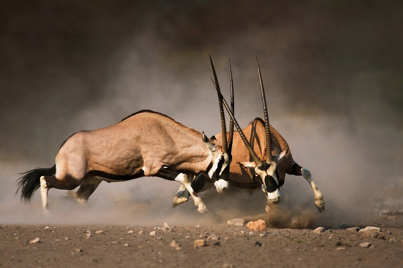 [AS079-57] PRINTS ON CANVAS TWO MALE GEMSBOK 1200X1800MM