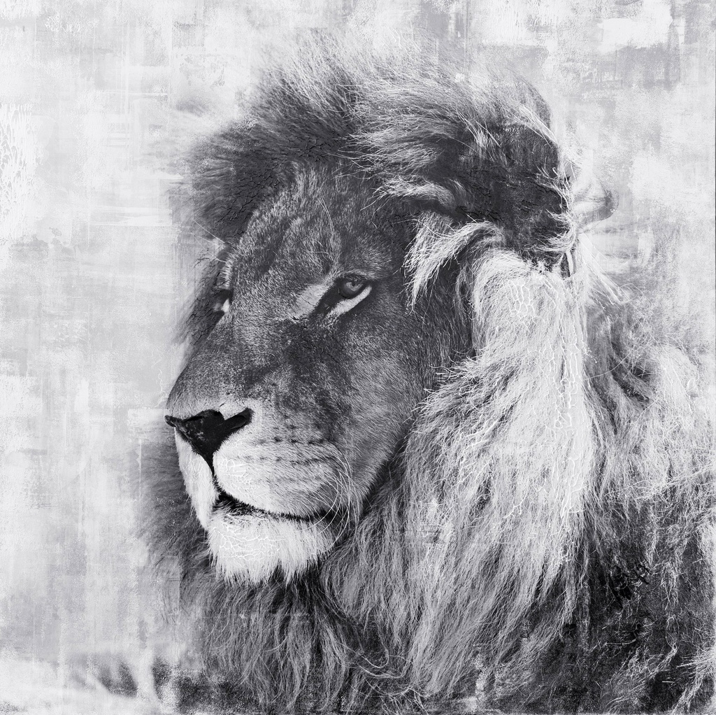 [PXFC384] OIL ON CANVAS LION 1000X1000MM
