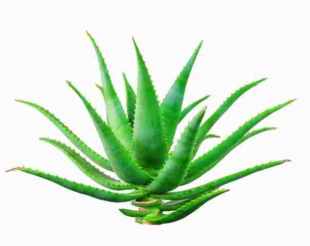 [MF057] Print On Canvas Cactus I 600X600mm
