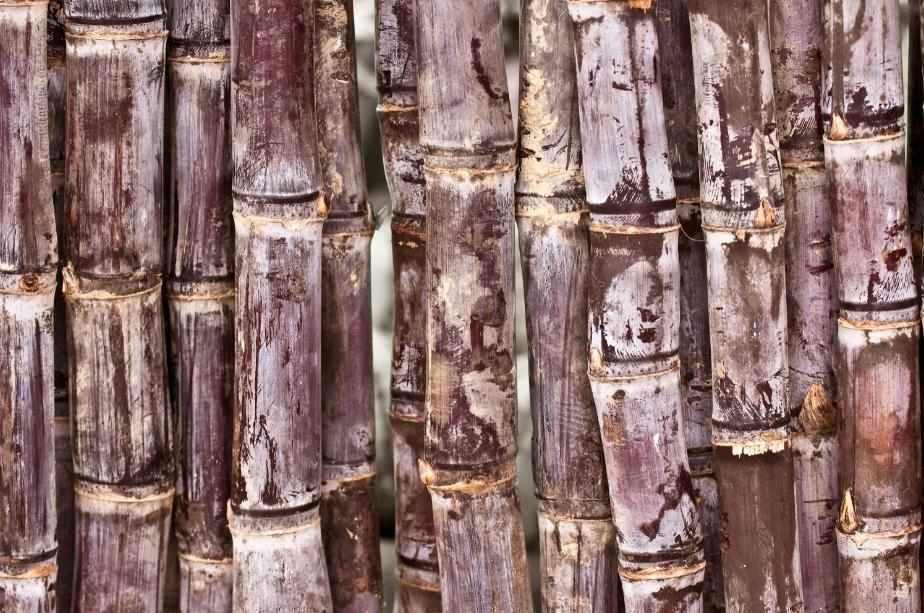 [MF091] Print On Canvas Bamboo 1500X700mm