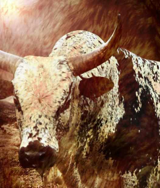 [MF099] Print On Canvas Cow 1500X980mm