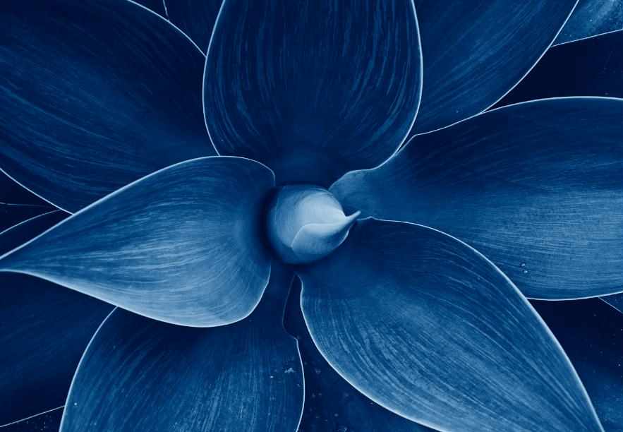 [MF084] PRINT ON CANVAS AGAVE BLUE CACTUS 1200X800MM